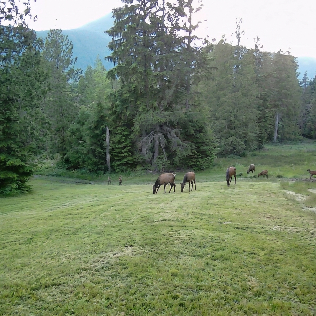 Elk herd